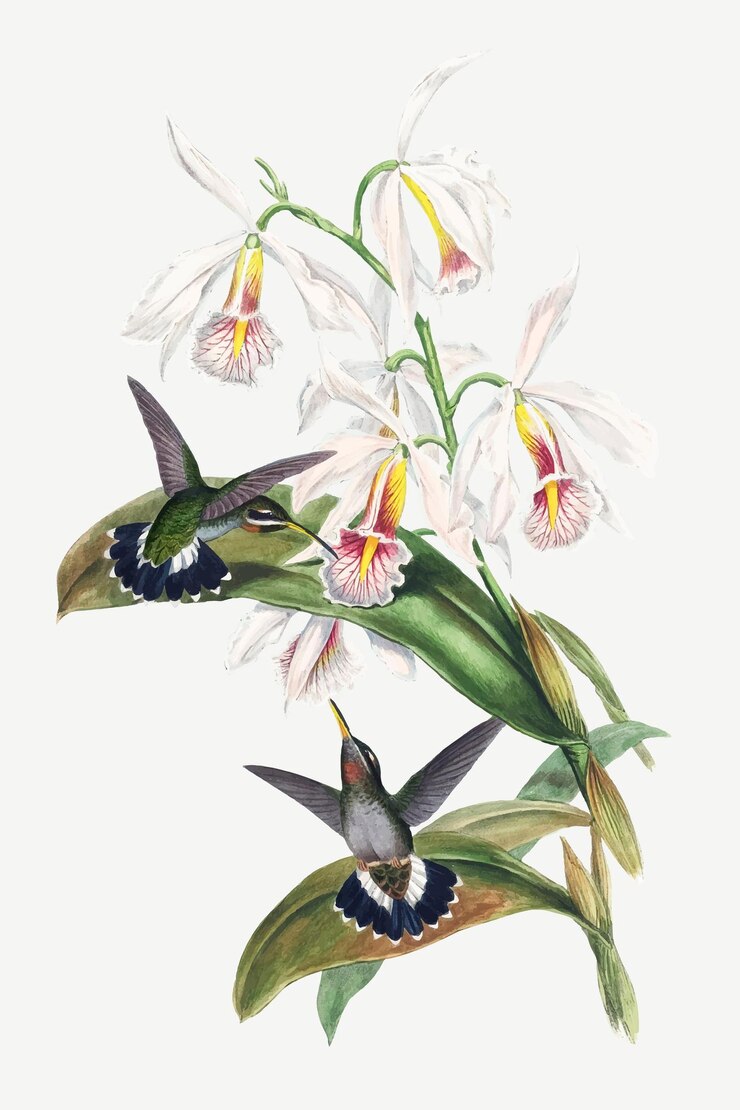 Vector gratuito barbthroat bird vector animal art print, remezclado de obras de arte de john gould y henry constantine richter