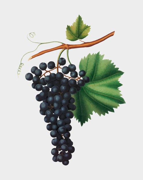 Berzemina uva de la ilustración de Pomona Italiana