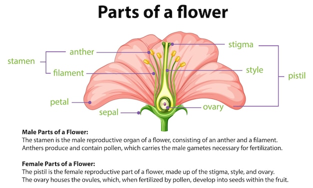 Vector gratuito biología de la flor: un diagrama infográfico