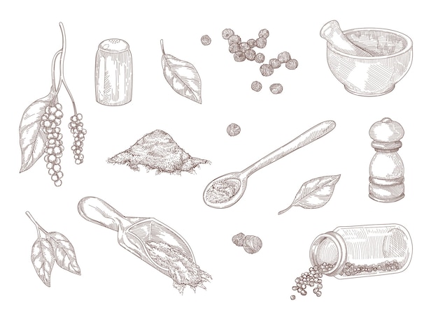 Boceto vintage dibujado a mano de diferentes tipos de pimienta negra. Pimienta negra molida, polvo picante, granos de pimienta, molino aislado en la ilustración grabada en blanco