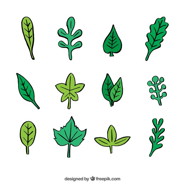 bocetos variedad de hojas verdes