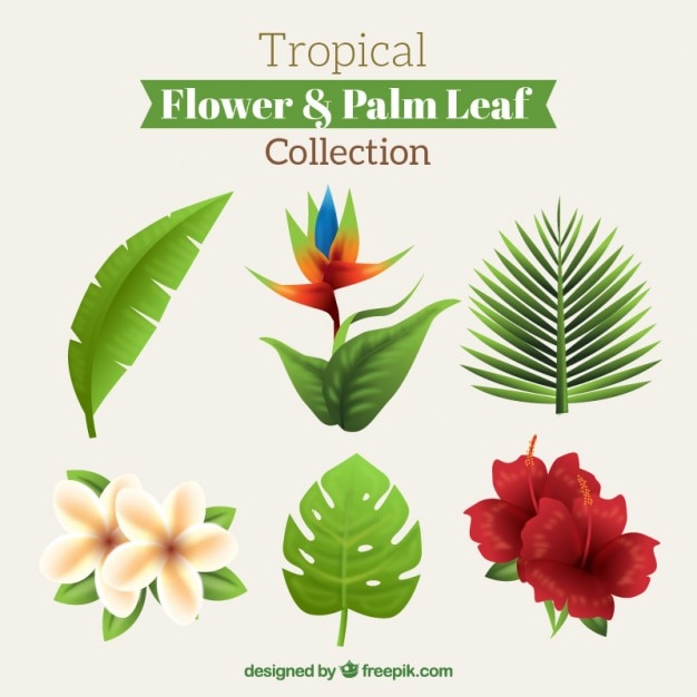 Bonitas flores tropicales y hojas