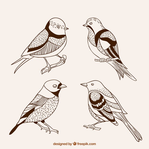 Bonitos pájaros dibujados a mano