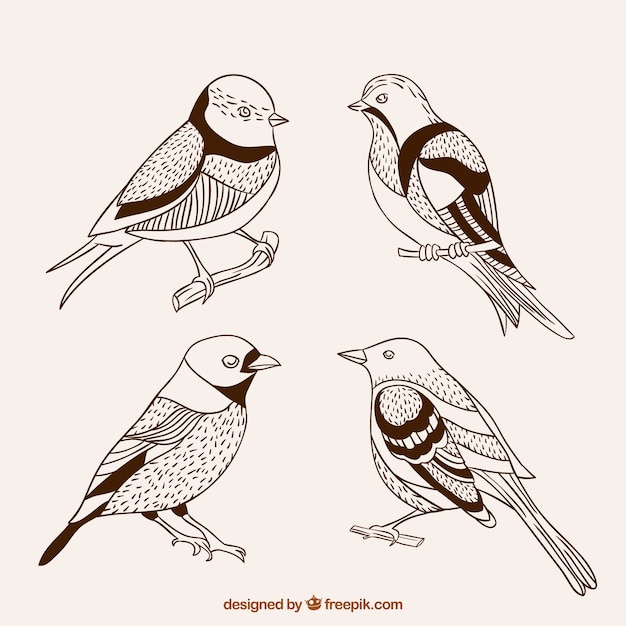 Bonitos pájaros dibujados a mano