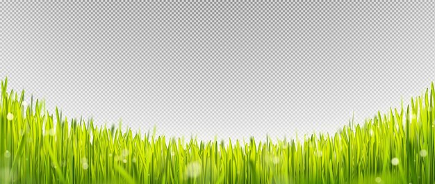 Borde de césped verde realista con luz solar