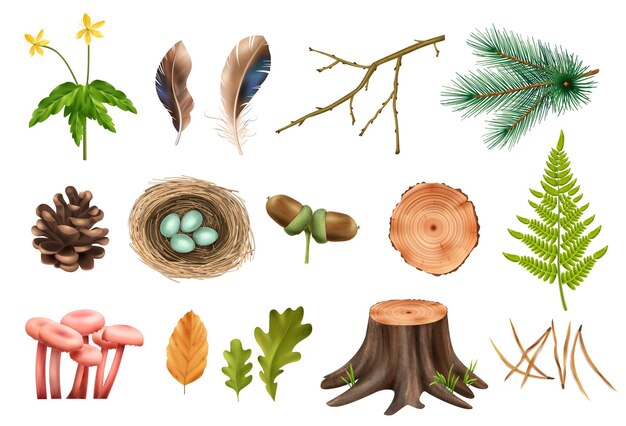 Bosque de madera botánico realista con íconos aislados de conos y flores con hojas y hongos ilustración vectorial