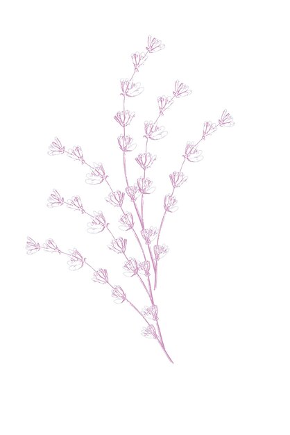 Bosquejo del vector de las flores de la lavanda ramo floral delicado para las tarjetas de boda de la ceremonia