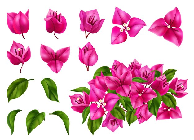 Bougainvillea flores hojas y ramas conjunto realista aislado en ilustración de vector de fondo blanco