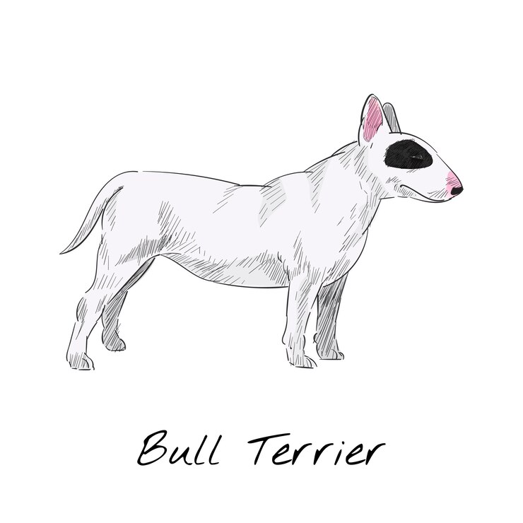 Vector gratuito bull terrier