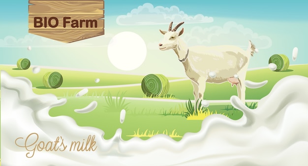 Cabra en pradera con fardos de heno. Salpicaduras de leche de granja biológica. Realista.