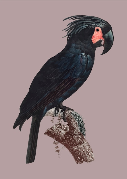 Cacatúa Goliat