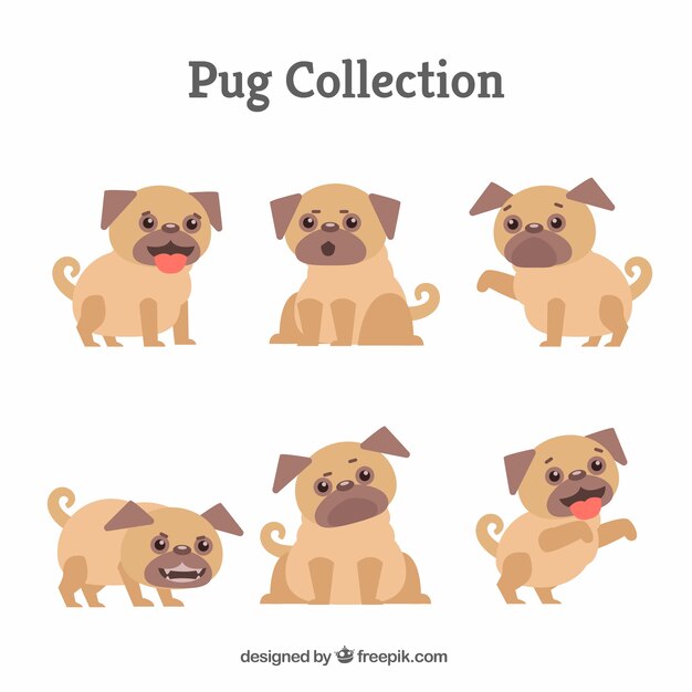 Cachorros de carlino con estilo adorable