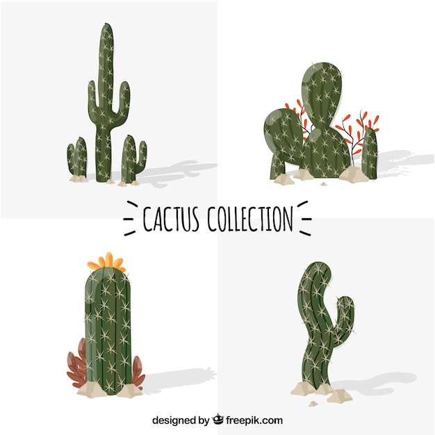 Cactus bonitos con estilo natural