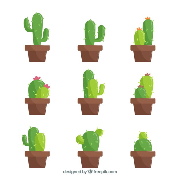 Cactus clásicos con diseño plano