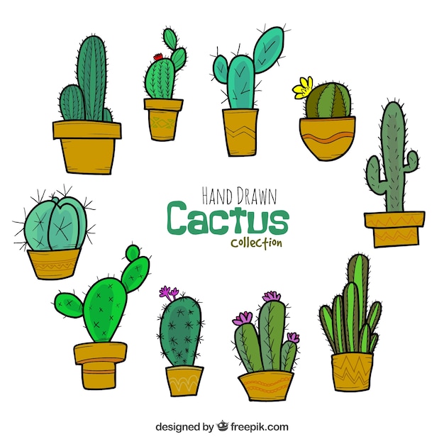 Cactus dibujados a mano con estilo gracioso