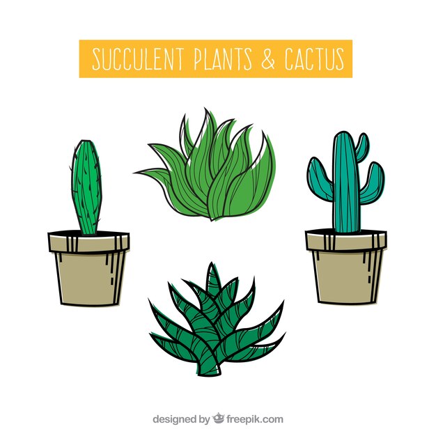 Cactus estilosos