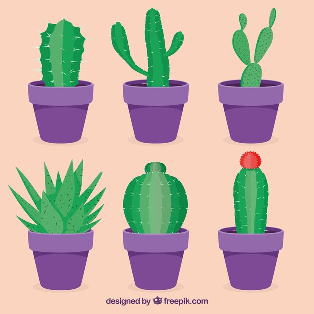 Cactus planos con estilo elegante