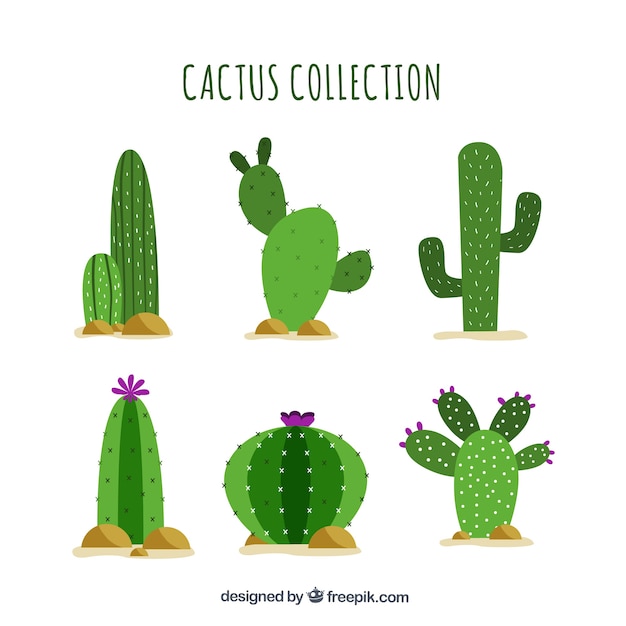 Cactus planos con estilo gracioso
