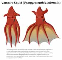 Vector gratuito calamar vampiro vampyroteuthis infernalis con texto informativo