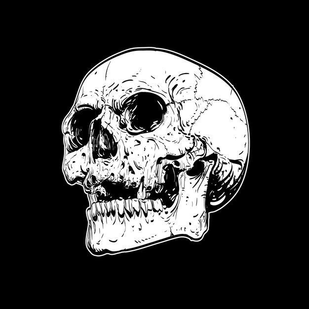 Calavera sobre fondo negro