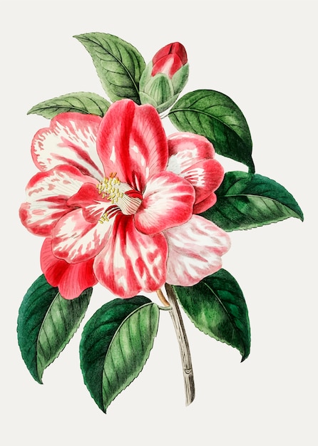 Camelia rosa