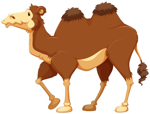 Camello