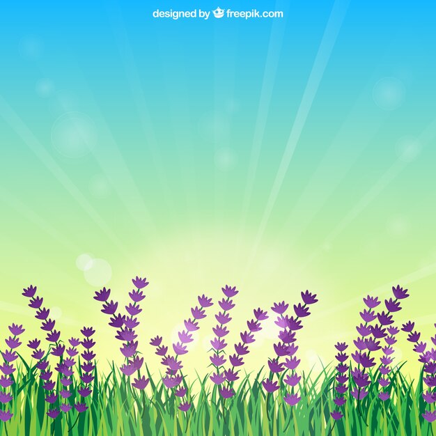 Campo de flores con amanecer