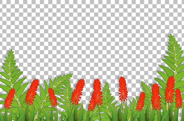 Vector gratuito campo de flores de peine de gallo plateado sobre fondo transparente