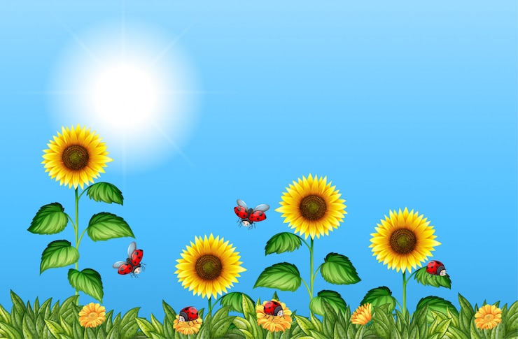 Vector gratuito campo de girasoles con mariquitas