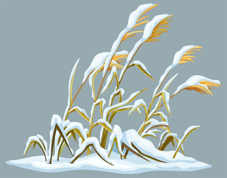 Vector gratuito caña de pantano, hierba bajo la nieve. totora de pantano invierno. hierba rota y ventisqueros.