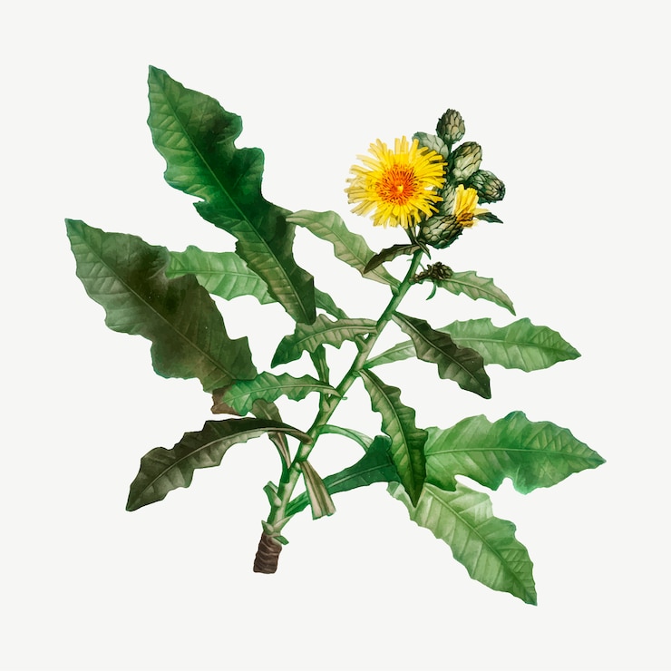 Vector gratuito cardo amarillo de la cerda