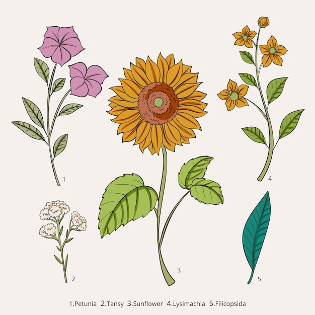 Carta de flores botánicas dibujadas a mano