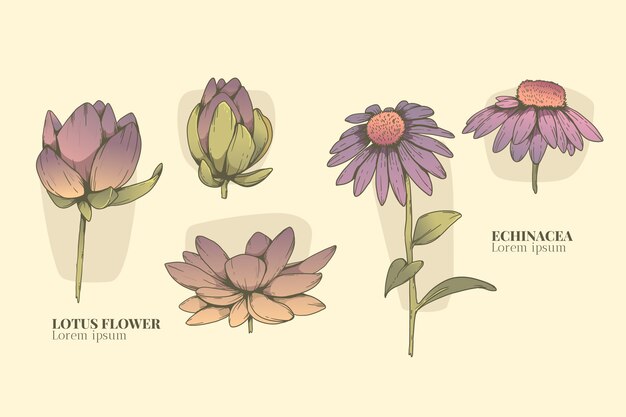 Carta de flores botánicas dibujadas a mano