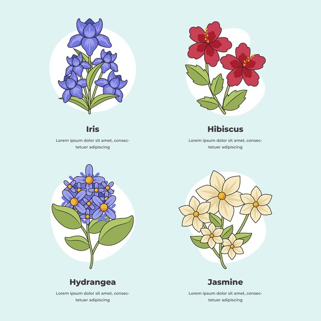 Carta de flores botánicas dibujadas a mano