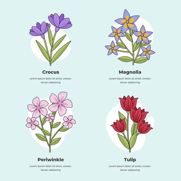 Carta de flores botánicas dibujadas a mano