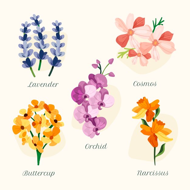 Carta de flores botánicas dibujadas a mano