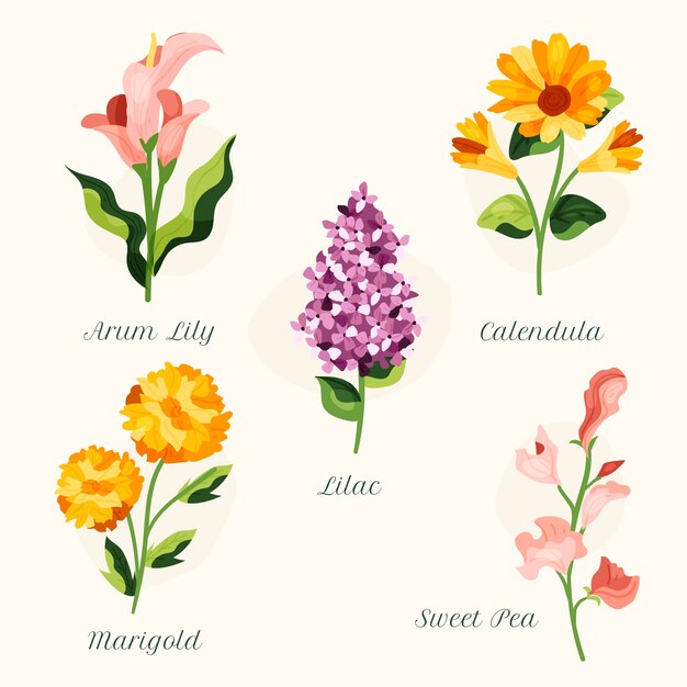 Carta de flores botánicas dibujadas a mano