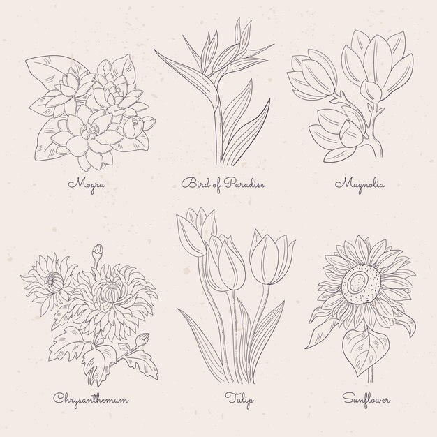 Carta de flores botánicas dibujadas a mano