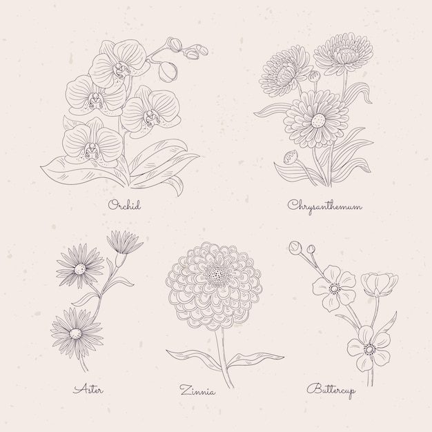 Carta de flores botánicas dibujadas a mano