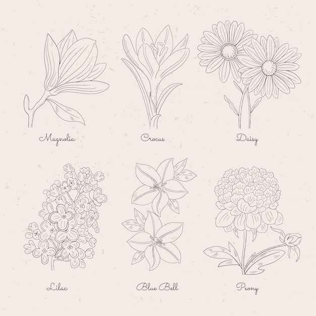 Carta de flores botánicas dibujadas a mano