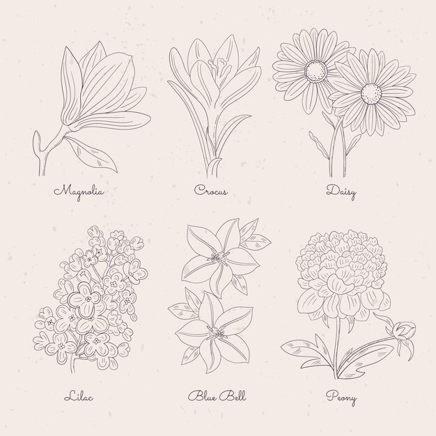Carta de flores botánicas dibujadas a mano