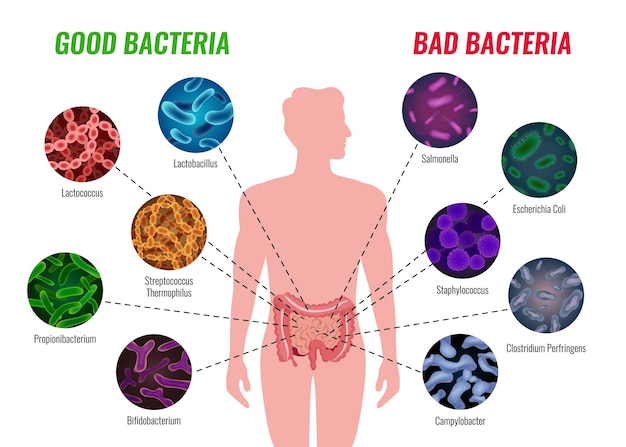 Cartel de bacterias buenas y malas con ilustración plana de símbolos de salud y tratamiento