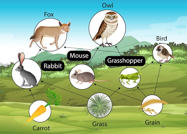 Vector gratuito cartel educativo de biología para diagrama de cadenas alimentarias.