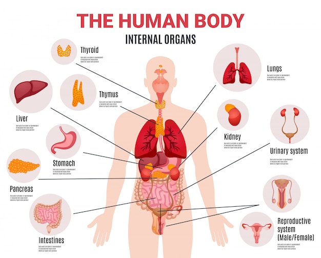 Cartel infográfico de órganos internos humanos