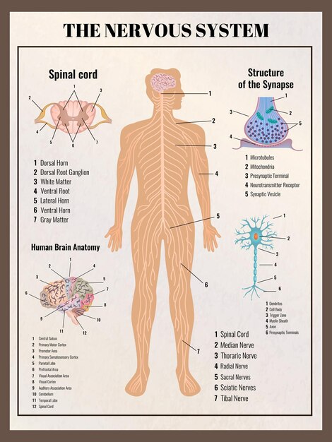 Cartel de neurología con elementos infográficos de estilo retro vintage s de las entrañas del cuerpo e ilustración de leyendas de texto editables