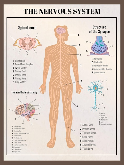 Cartel de neurología con elementos infográficos de estilo retro vintage s de las entrañas del cuerpo e ilustración de leyendas de texto editables