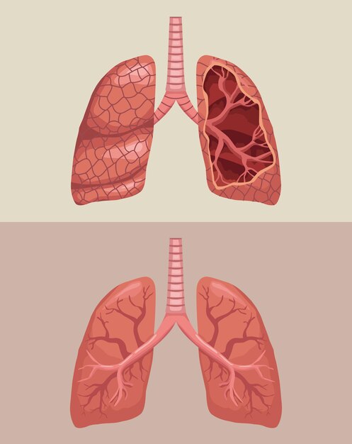 cartel de órganos humanos de pulmones realistas