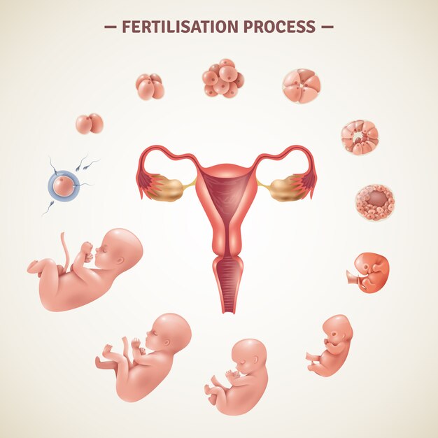 Cartel del proceso de fertilización humana