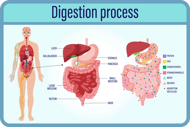 Vector gratuito células de digestión y digestión e intestino delgado