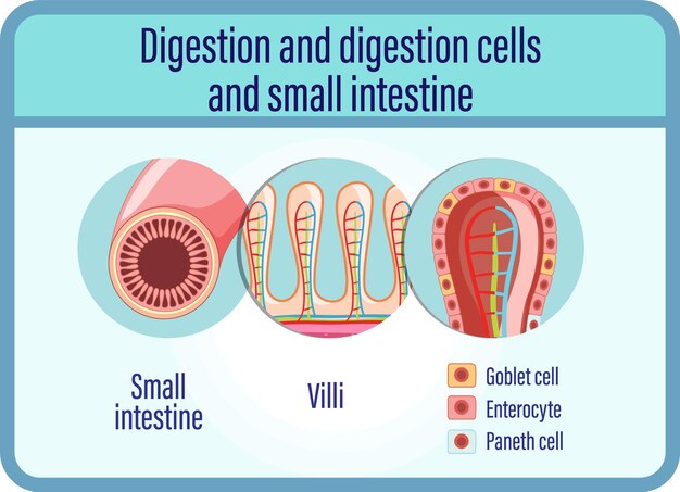 Células de digestión y digestión e intestino delgado